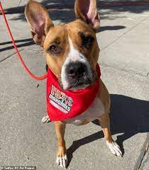 Maybe you would like to learn more about one of these? Kansas City Chiefs Player To Pay For All Adoptions At Animal Shelter Animal Shelter Animals Adoption