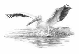 Pin On Birds