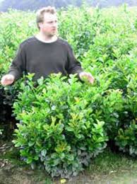 15 l prunus (0) kirschlorbeer novita höhe ca. Kirschlorbeer Etna Prunus Laurocerasus Etna 100 125 Cm Solitar Mit Ballierung Gunstig Kaufen