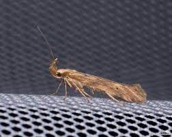 Image result for Chionodes electellus