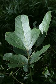 Image result for Neorautanenia mitis