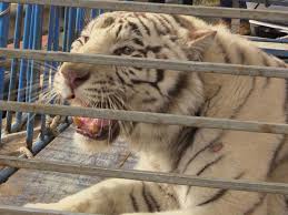 Monreale, tigre in strada dopo la fuga dal circo | Corriere.it