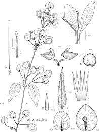 Image result for Dicliptera pumila