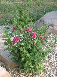 Rose Of Sharon Lucy Hibiscus Syriacus 10 Tall X 12 Location Back Fence Rose Of Sharon Planting Flowers Hibiscus