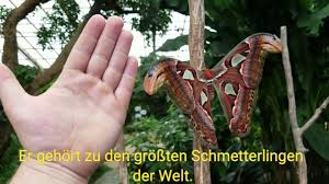 90.000 stichwörter und wendungen sowie 120.000 übersetzungen. Der Atlasspinner Attacus Atlas Grossterschmetterlingderwelt Butterfly Caterpillar Schmetterling Youtube