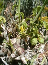 Image result for Schlechterina mitostemmatoides