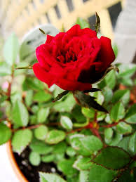 Simply follow our care tips to make the most out of your rose plant! Indoor Mini Rose Care House Plant Hobbyist