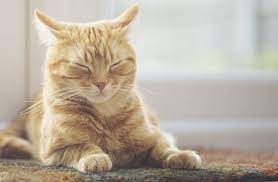 sarman kedi ozellikleri sarman cinsi kediler heykedi