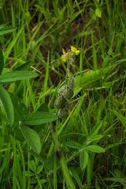 Image result for Crotalaria steudneri