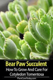Bear Paw Cactus Care Growing The Succulent Bears Paw Plant Cactus Care Bear Paws Planting Succulents