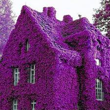 Clematis, roses, wisteria and honeysuckle. 100pcs Rare Purple Ivy Creepers Vines Fast Growing Evergreen Climbers Plants Exotic Hardy Perennial Flower Seeds For Walls Fences Trellises And Pergolas Amazon Co Uk Garden Outdoors