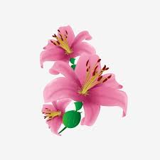 Vector Lily Png And Clipart In 2020 Flower Illustration Flower Invitation Card Watercolor Flower Background