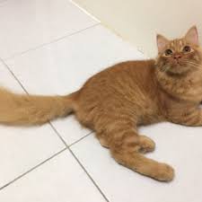 Dmh, or domestic medium hair, describes any medium haired cat that does not have papers. Kucing Mix Persian Mainecoon Pet Supplies Pet Accessories On Carousell