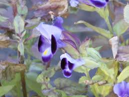 Image result for Torenia thouarsii