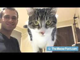 What does it mean when your cat headbutts you and the things around? Why Do Cats Headbutt You Is It Love