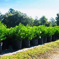 However, a few frost proof gardenia varieties can now be grown more reliably in usda climate zone 7 and even 6. Amazon Com Perfect Plants Frostproof Gardenia Live Plant 1 Gallon Garden Outdoor