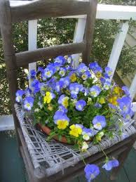 A Chair Full Of Pansies Doin This I Have The Chair Pansies Garden Whimsy Creative Planter