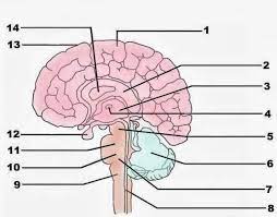 A cat plays fetch therewasanattempt Pin On Brain