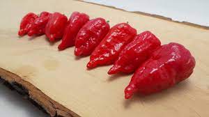 Ghost pepper plants, otherwise known as bhut jolokia, are a type of hot pepper plant grown in india. Bhut Jolokia Chilliplants Growing Scoville Scale Chili Plant Com