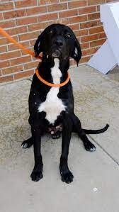 Adopt Mason On Humane Society Dogs Australian Cattle Dog Blue Heeler Humane Society