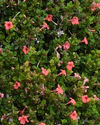 Image result for Barleria