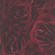 ✓ daily thousands of new images ✓ rose images flower images flower photos focus photography floral photography last minute gifts. Crispy Paper Dark Red Rose Wallpaper By Rasch 525625