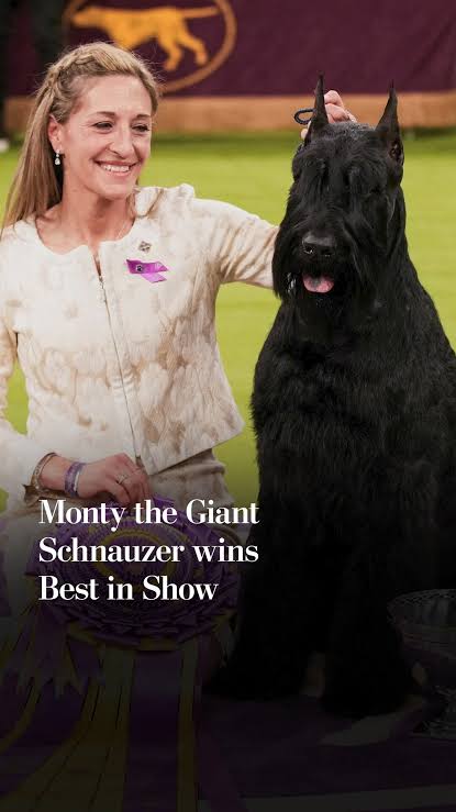 Monty the Giant Schnauzer wins Best in Show