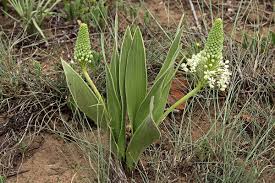 Image result for Schizocarphus nervosus