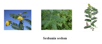 Image result for Sesbania sesban