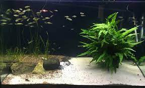 When fish are kept in water with insufficient minerals, either too high or too low, this can result in osmotic stress, which can in turn lead to osmotic shock, and ultimately death. How To Fix Cloudy Water In A New Fish Tank