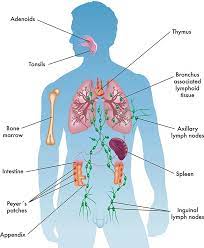 Browse 76 immune system diagram stock photos and images available, or search for immune system body to find more great stock photos and pictures. Immune System Healthdirect