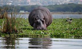 The lake of late has seen an increase in the water levels. Lake Naivasha Day Trip Short Adventure Exursion In Kenya Book Now
