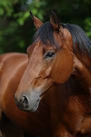 Beautiful Black And Brown Horse Awesome Possum Equines Horses Beautiful Horses Bay Horse