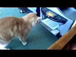 Fall Short And Funny Animal Collection Videos Youtube They will practice the use of will or will not by open ended questions, multiple choice, and gap fill questions asking the students what each animal will or will not do.