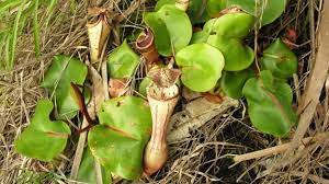 Meet The Man On A Mission To Save Carnivorous Plants Carnivorous Plants Plants Insect Eating Plants