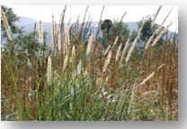 Image result for Cenchrus macrourus