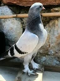 Jose Luis Joseph Adli Kullanicinin Guvercin Pidgeon Panosundaki Pin Kus Kumes