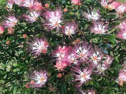 Image result for Calliandra