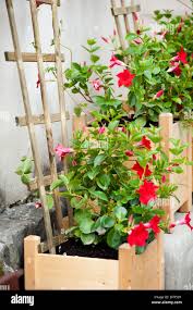 Image result for dipladenie sanderi obrázek