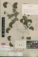 Image result for Cissampelos torulosa