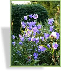 Glockenblume Waldglockenblume Dolden Glockenblume Grosse Glockenblume Knauelglockenblume Pyramiden Glockenblume Pfirsichblatt Glockenblume Blumen Pflanzen