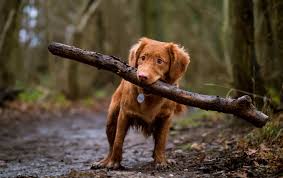 Remember that none of the flea/tick products or methods of control and prevention is 100% effective, 100% of the time. Does Nexgard Spectra Really Help To Get Rid Of Ticks And Fleas New York Dog Nanny