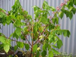 Maybe you would like to learn more about one of these? Star Fruit On Tree Fruit Trees