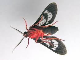 Mimicry of stinging insects is thought to protect the moths from predators. Scarlet Bodied Wasp Moth Cosmosoma Myrodora Cosmosoma Myrodora Bugguide Net