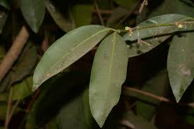 Image result for Garcinia volkensii