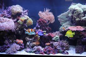 Mars Aqua 300 Watt Led Modification Mylife Aquarium Fish Tank Reef Tank Saltwater Aquarium