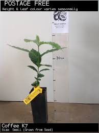 Morwell Fruit Trees Popular