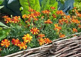 bien associer legumes fleurs et plantes aromatiques planter des fleurs plantes aromatiques potager