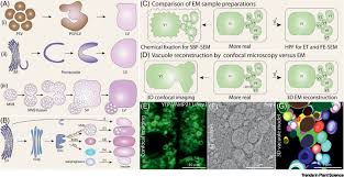 Young cells contain a larger number of smaller vacuoles but, taken as a whole. Vacuole Biogenesis In Plants How Many Vacuoles How Many Models Trends In Plant Science