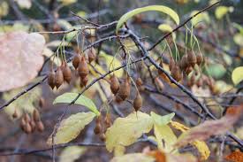 Image result for Embelia xylocarpa